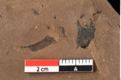 Foto (Detailansicht) von Sphaeria mediterranea Ettingshausen (NHMW-GEO-2024-0188-0024)